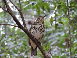 トラツグミの画像