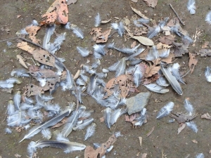 散乱した羽根の画像