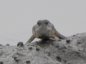 目がかわいいの画像