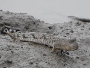 胸びれを利用して移動の画像