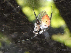 ヒグラシを捕えたスズミグモの画像