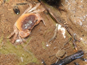 褐色系の個体と子ガニの画像