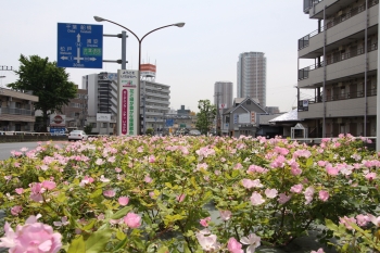 ガーデニングシティいちかわの画像