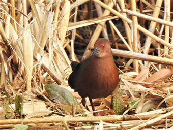 写真：ヒクイナ 葛西臨海公園