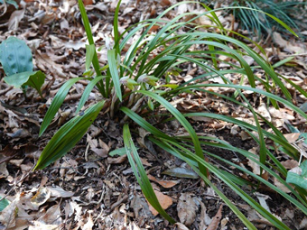 シュンランの写真