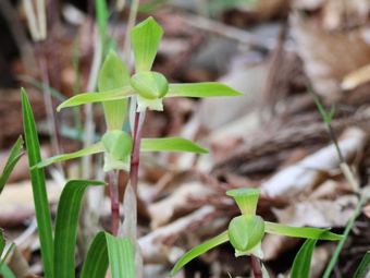 シュンランの花の写真