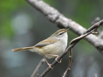 ウグイスの写真