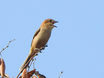 モズ(メス)の写真