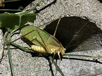 クツワムシ(緑色個体)の写真