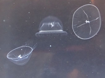 ワタゲクラゲの写真