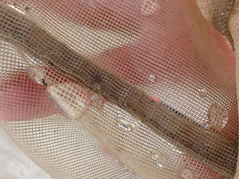 網で捕まえると透明のゼリー状の写真