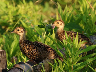 2羽のキジの幼鳥の写真