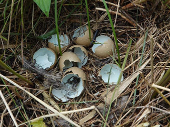 キジの卵の殻の写真