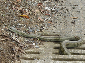 アオダイショウの写真