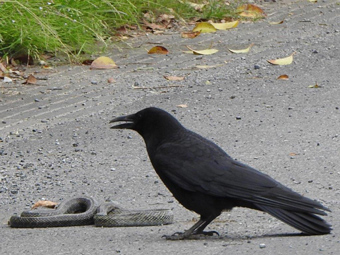 アオダイショウとハシボソカラスの写真