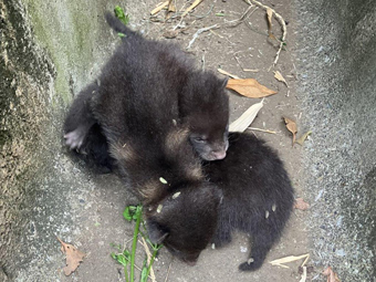 タヌキの赤ちゃんの写真