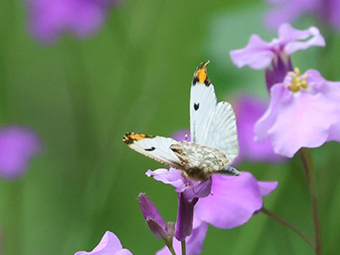 ツマキチョウの写真(1)