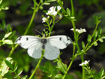 ツマキチョウの写真(2)