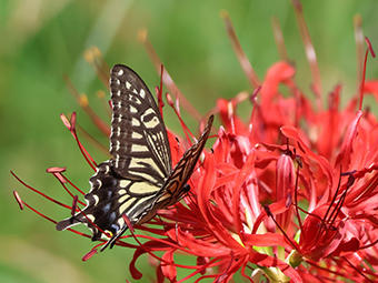 写真：彼岸花の蜜を吸うナミアゲハ