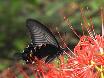 写真：彼岸花の蜜を吸うクロアゲハ