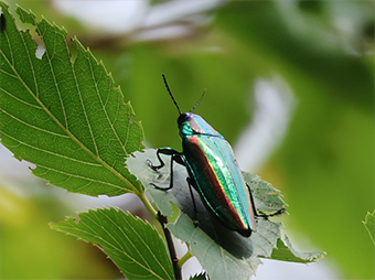 写真：エノキの葉にとまるタマムシ