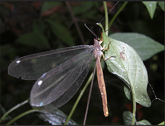 写真：葉にとまっているウスバカゲロウ