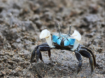 写真：ハサミを振り上げるチゴガニ