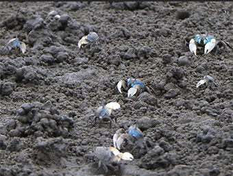 写真：集団でダンスするチゴガニ