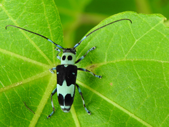 写真：ラミーカミキリ