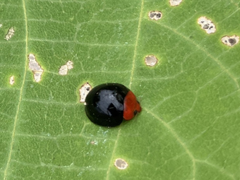 写真：ムネアカオオクロテントウ