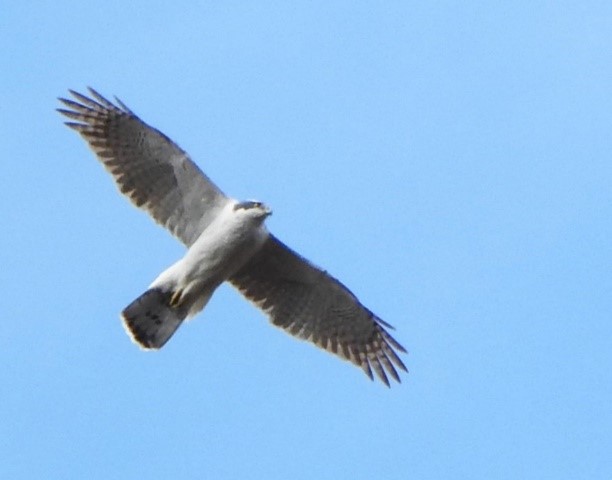 写真：旋回するオオタカ