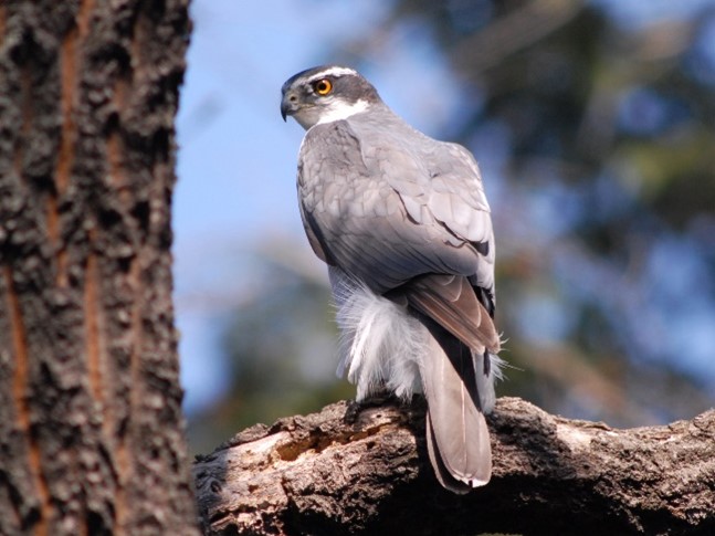写真：枝にとまるオオタカ