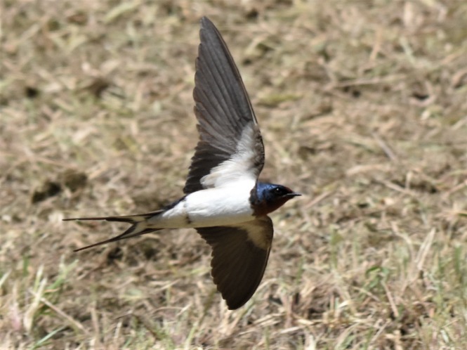 ツバメ飛来（江戸川）の画像