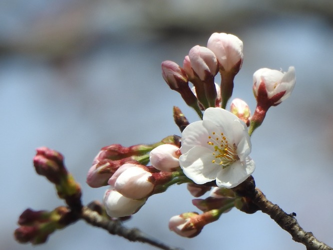 ソメイヨシノ開花（大柏川）の画像