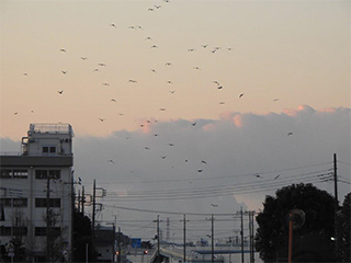 国分川上空を飛ぶ群れの画像