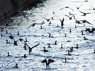 真間川で魚を探す群れの画像