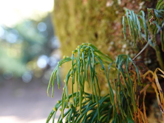 胞子のうが出来ていましたの画像