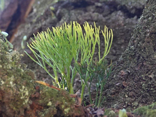 老木に着生の画像