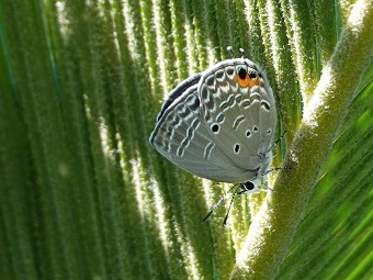 翅の裏の模様の画像