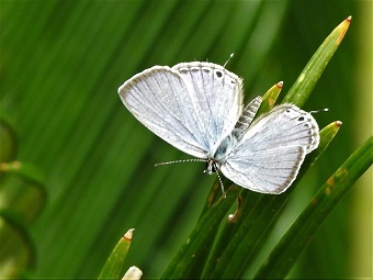 蜆（しじみ）のように小さい蝶の画像