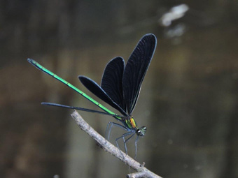 体が緑色に輝くハグロトンボの画像
