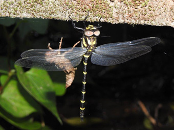 羽化直後のオニヤンマの画像