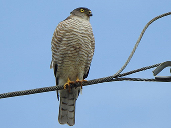 ツミの雌の画像