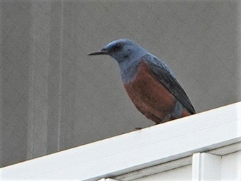 イソヒヨドリの雄の画像