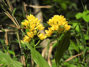 キンランの画像