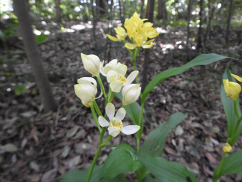 シロバナキンランの画像