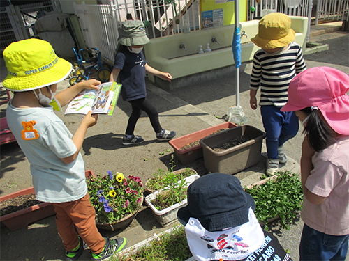 この虫なんだろう、図鑑で調べてみようの画像