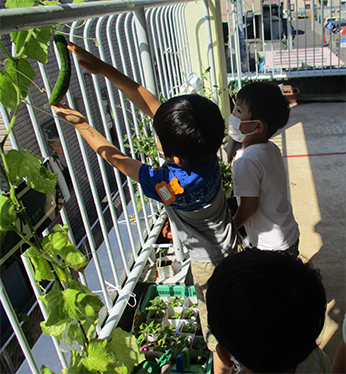 きゅうり、こんなに大きくなったよ！の画像