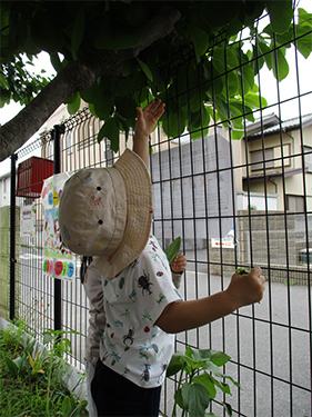 ​この葉っぱとれるかな？の画像