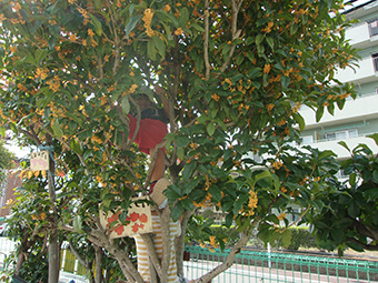 キンモクセイの木登りの画像